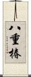 八重椿 Scroll