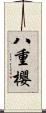 八重櫻 Scroll