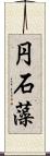 円石藻 Scroll