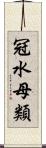 冠水母類 Scroll