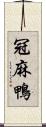 冠麻鴨 Scroll