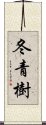 冬青樹 Scroll