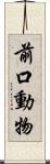 前口動物 Scroll