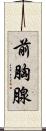 前胸腺 Scroll
