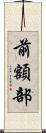 前額部 Scroll