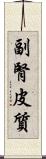 副腎皮質 Scroll