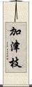 加津枝 Scroll