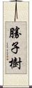 勝子樹 Scroll