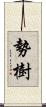 勢樹 Scroll
