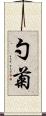 勺菊 Scroll