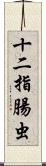 十二指腸虫 Scroll