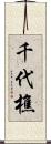 千代樵 Scroll