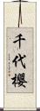 千代櫻 Scroll