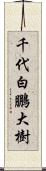 千代白鵬大樹 Scroll