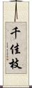 千佳枝 Scroll