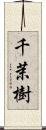 千茉樹 Scroll