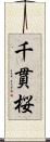 千貫桜 Scroll