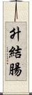 升結腸 Scroll