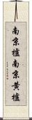 南京櫨 Scroll