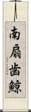 南扇歯鯨 Scroll