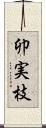 卯実枝 Scroll