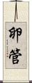 卵管 Scroll