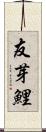 友芽鯉 Scroll