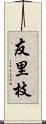 友里枝 Scroll