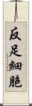 反足細胞 Scroll