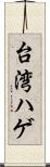 台湾ハゲ Scroll