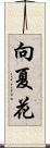 向夏花 Scroll