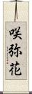 咲弥花 Scroll