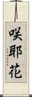 咲耶花 Scroll