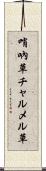 哨吶草 Scroll