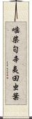 噛柴;匂辛夷;田虫葉 Scroll