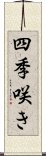 四季咲き Scroll