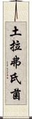 土拉弗氏菌 Scroll