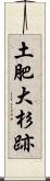 土肥大杉跡 Scroll