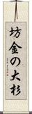 坊金の大杉 Scroll