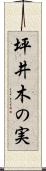 坪井木の実 Scroll
