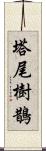 塔尾樹鵲 Scroll