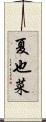 夏也菜 Scroll