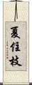夏住枝 Scroll