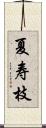 夏寿枝 Scroll