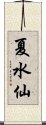 夏水仙 Scroll