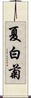 夏白菊 Scroll