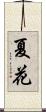 夏花 Scroll