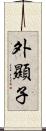 外顯子 Scroll
