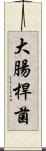 大腸桿菌 Scroll
