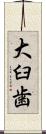 大臼歯 Scroll